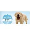 寵物用品市場供應與價格分析 一站式采購平臺傳眾網(wǎng)的作用與優(yōu)勢